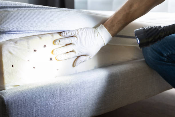 Best Local Pest Control Services  in Steele Creek, AK