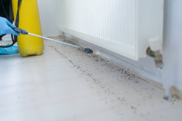 Best Affordable Pest Control Services  in Steele Creek, AK